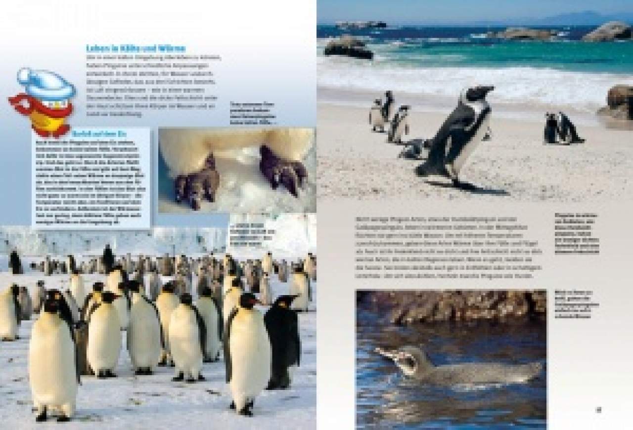 Entdecke die Pinguine
